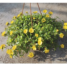 Portulakröschen Ampel FloraSelf Portulaca grandiflora Ø 25 cm Ampeltopf