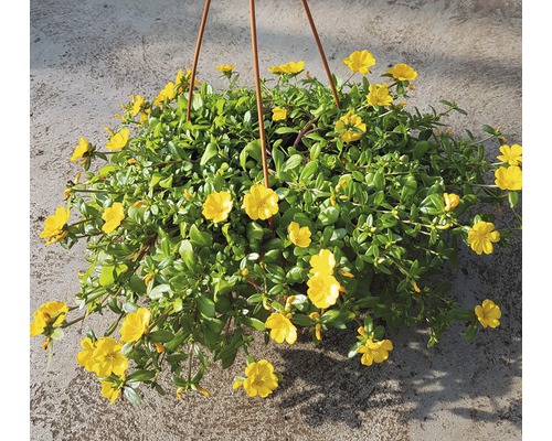 Hängepflanze mit gelben Blüten