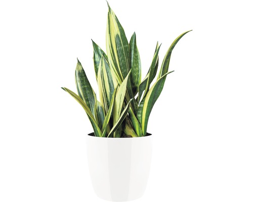 Sansevieria Pflanze im Topf