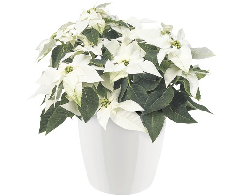 Weihnachtsstern mit weißen Hochblättern in einem Topf