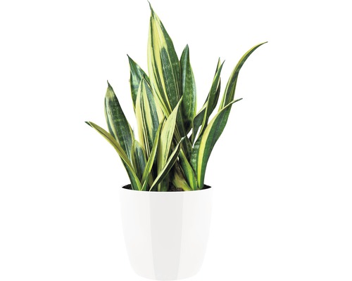 Sansevieria in weißem Topf