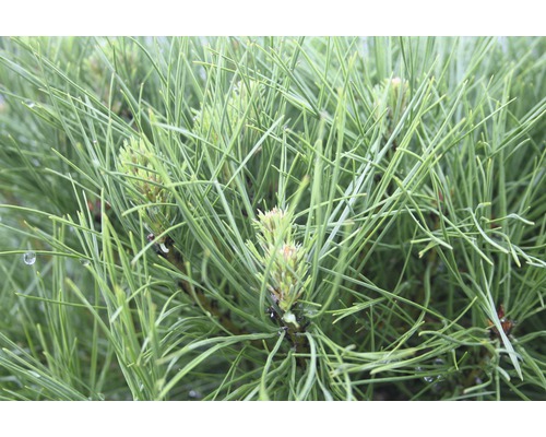 Nahaufnahme von Kiefernnadeln