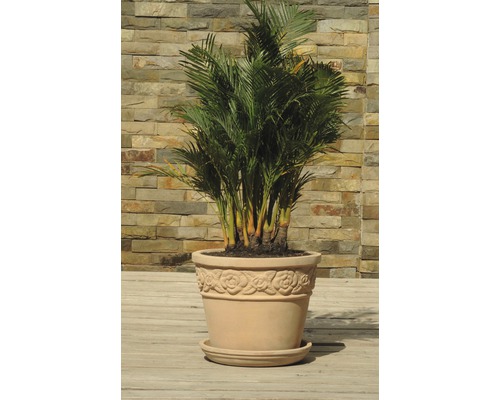 Areca Palme in einem Terrakottatopf mit Rosenmuster für den Innenbereich