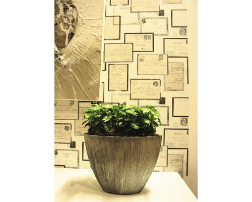 Dekorative Zimmerpflanze in einem Pflanzgefäß vor einer Wand mit Briefumschlagmuster