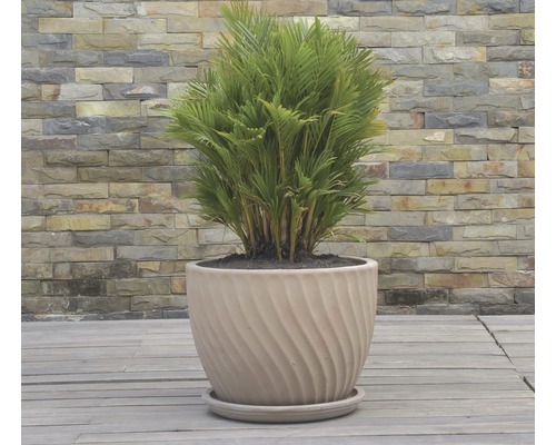 Goldblattpalme in Pflanzgefäß mit gewirbelter Oberfläche