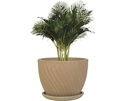 Goldblattpalme in einem strukturierten Pflanzgefäß mit Untersetzer