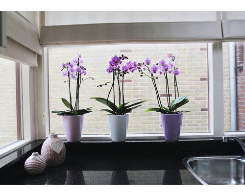 Fensterbankdekoration mit drei Topforchideen und dekorativen Vasen