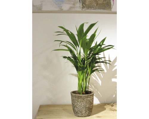 Areca Palme im Topf auf einem Tisch