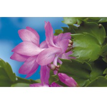 Blüte einer Weihnachtskaktus Pflanze