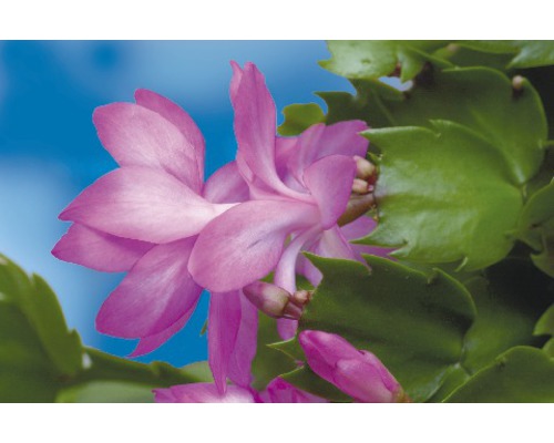 Blüte einer Weihnachtskaktus Pflanze