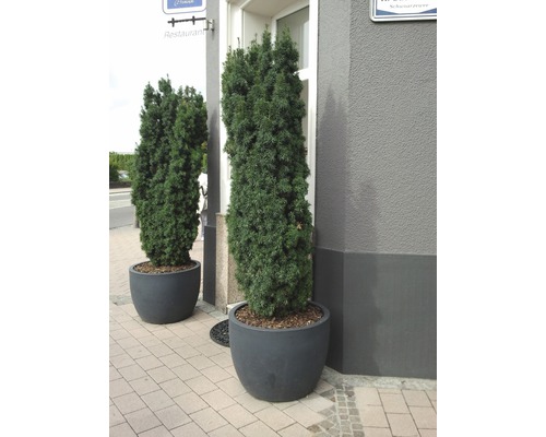 Zwei immergrüne Eiben in Pflanzgefäßen vor Gebäude