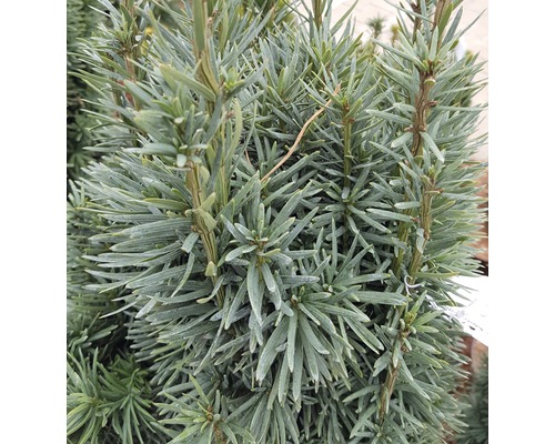 Nahaufnahme einer Eibe mit ihren dichten, grünen Nadeln