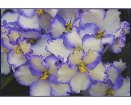 Nahaufnahme von Afrikanischen Veilchenblüten mit Blattrand