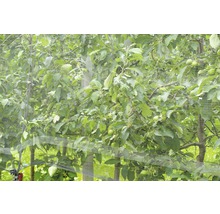 Vogelschutznetz FloraSelf 10 x 4 m Maschenweite 8 mm-thumb-2