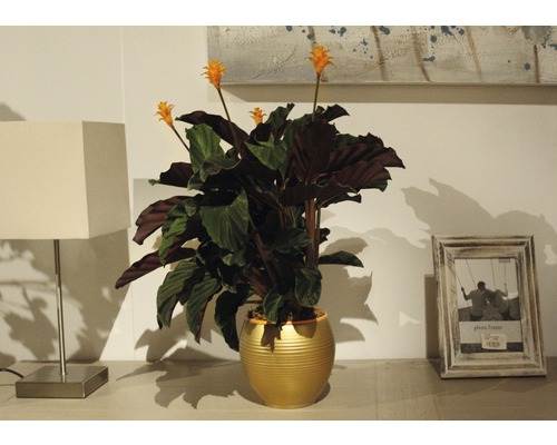 Zimmerpflanze mit orangefarbenen Blüten in einem goldenen Topf