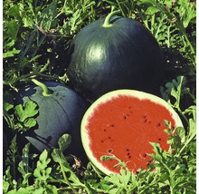Zwei ganze und eine halbe Wassermelone im Gartenbeet