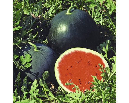Zwei ganze und eine halbe Wassermelone im Gartenbeet