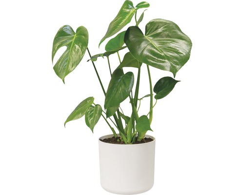 Monstera Zimmerpflanze in einem Topf