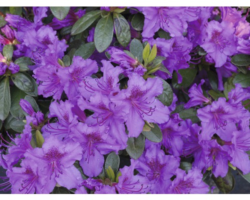 Japanische Azalee FloraSelf Rhododendron obtusum H 25-30 cm Co 3 L lila