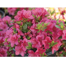 Japanische Azalee FloraSelf Rhododendron obtusum H 25-30 cm Co 3 L rot