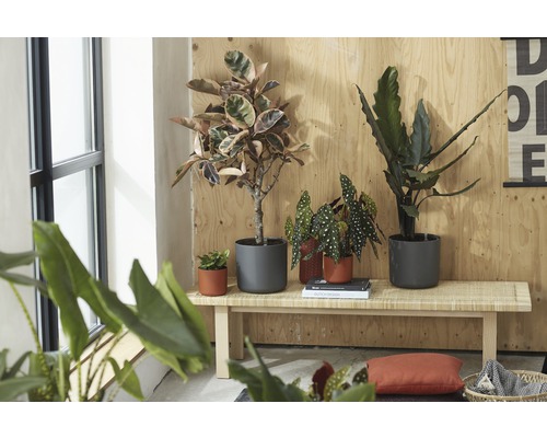 Helle Inneneinrichtung mit Zimmerpflanzen auf einer Holzbank vor einer Holzwand