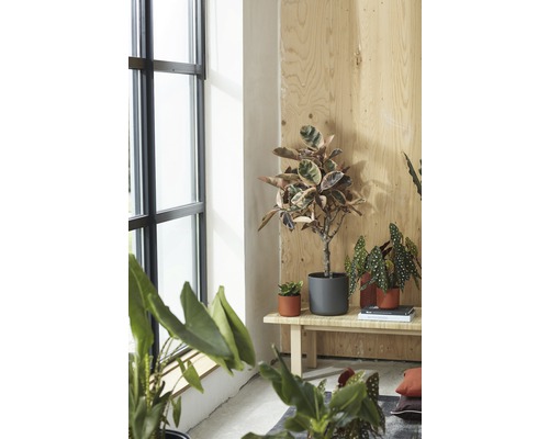 Helle Inneneinrichtung mit verschiedenen Zimmerpflanzen auf einer Holzbank nahe einem Fenster.