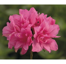 Rosa Azaleenblüte Nahaufnahme