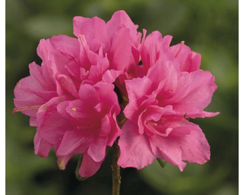 Japanische Azalee Rhododendron obtusum H 30-40 cm Co 5 L rosa
