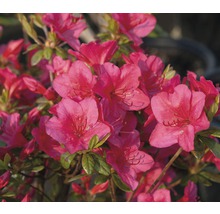 Azalee mit pinkfarbenen Blüten
