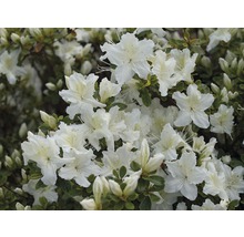 Nahaufnahme einer Azaleenpflanze mit weißen Blüten