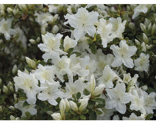 Japanische Azalee Rhododendron obtusum H 30-40 cm Co 5 L weiß