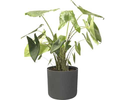 Alokasie Zimmerpflanze im Topf