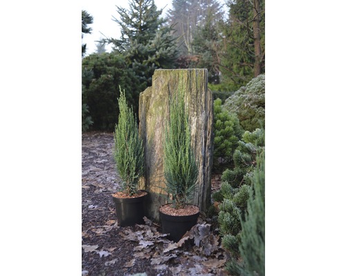 Zwei Säulenzypressen in Töpfen vor Baumstumpf im Garten.