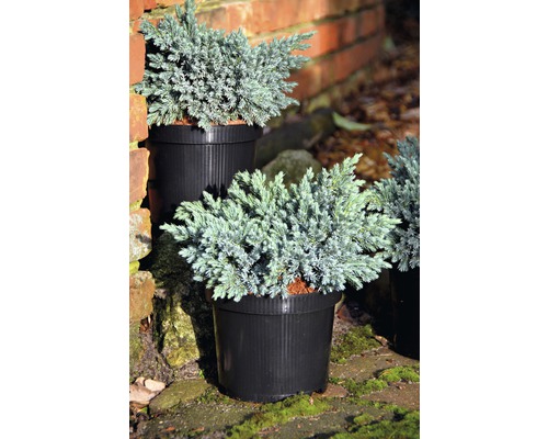 Blauer Kriechwacholder in Töpfen für den Aussenbereich