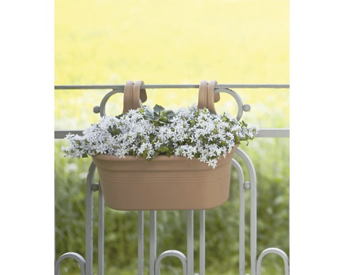 Blumenkasten mit weißen Blüten am Balkongeländer