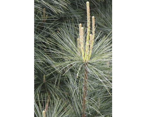 Detailaufnahme einer Kiefer mit Nadeln und jungen Trieben