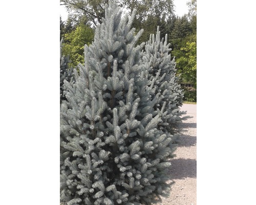 Blaufichte im Außenbereich