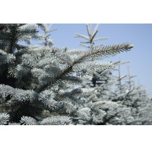 Blaue Stechfichte FloraSelf Picea pungens 'Fat Albert' H 80-100 cm Co 15 L