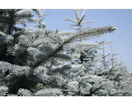 Nahaufnahme von Zweigen einer Blaufichte