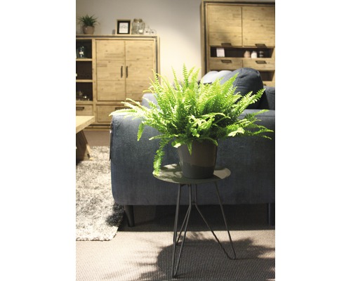 Innenraum mit Farn in einem Topf auf einem Beistelltisch