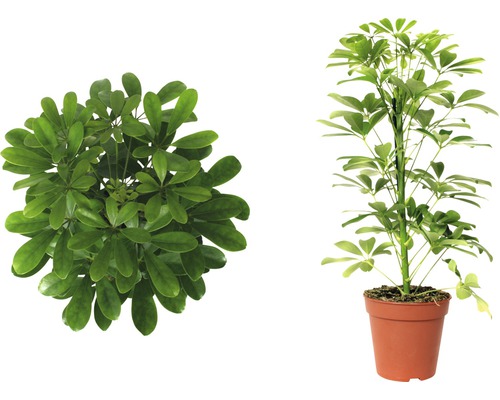 Schefflera Zimmerpflanze im Topf, Draufsicht und Seitenansicht