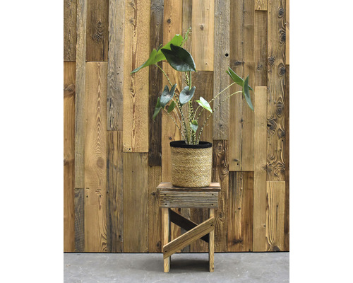 Zimmerpflanze in einem Topf auf einem kleinen Holzhocker vor einer Holzwand