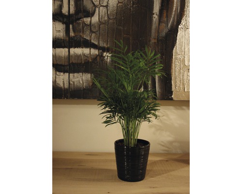 Zimmerpflanze Bergpalme in einem Topf