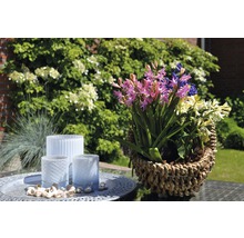 Blumenarrangement mit Hyazinthen in einem Korb neben Windlichtern auf einem Tisch im Garten