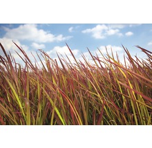 Japanisches Blutgras FloraSelf Imperata cylindrica var.koenig 'Red Baron' H 10-40 cm Co 3 L