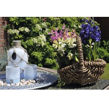 Dekorative Hyazinthen im Korb, Flasche und Windlichter auf einem Tisch im Garten.