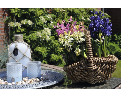 Dekorative Hyazinthen im Korb, Flasche und Windlichter auf einem Tisch im Garten.