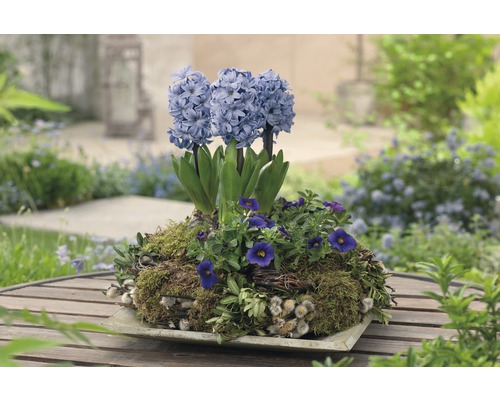 Hyazinthen in einer Pflanzschale auf einem Gartentisch