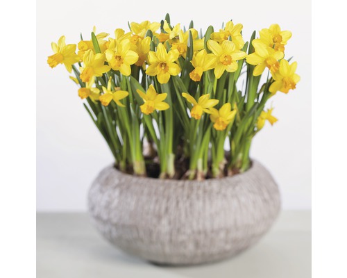 Narzissen in einem Topf