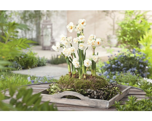 Arrangement mit Narzissen in einem Holztablett für den Garten